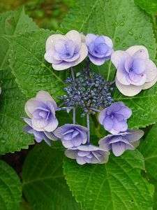 雨上がりのアジサイ