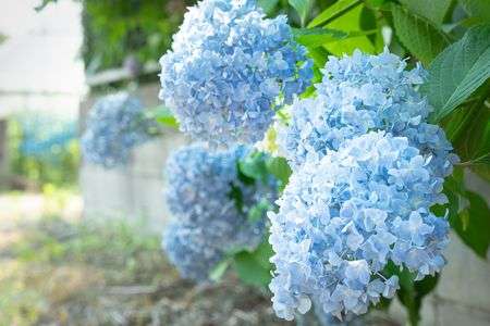 猛暑の中の清涼と生命