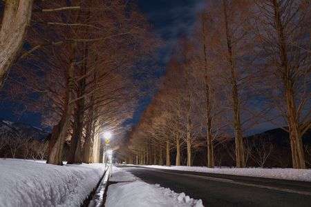 メタセコイア並木