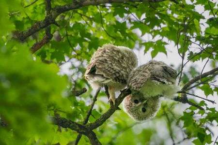 エゾフクロウ雛