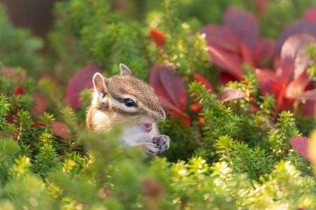 メリークリスマス