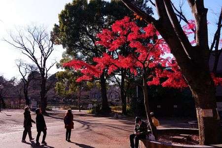 紅葉を惜しんで