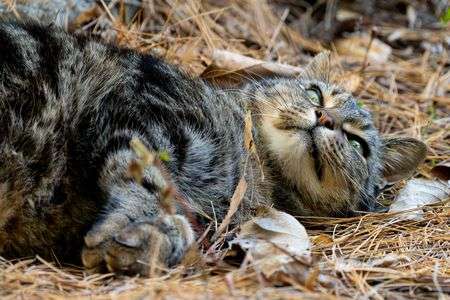落ち葉のベッドでゴロゴロ猫