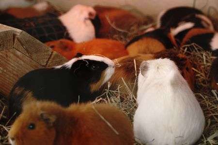 モルモットの冬