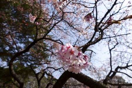 紅梅、白梅からのさくら！