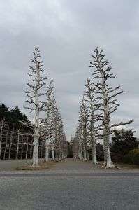 冬のプラタナス