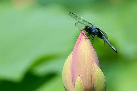 オオシオカラトンボ
