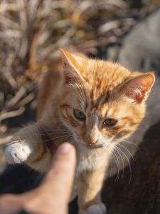 MK5（マジでネコパンチ喰らう0.5秒前）