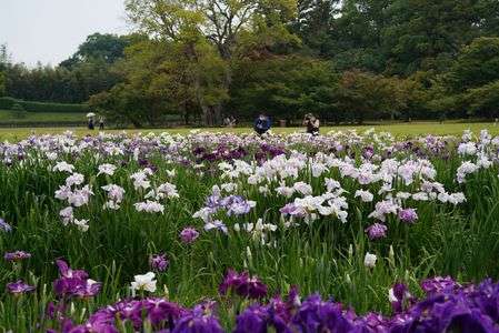 いずれがアヤメかカキツバタ