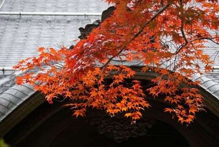 紅葉（高野山）