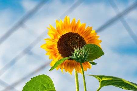 日を浴びるひまわり