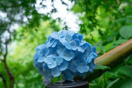 雨上がりの紫陽花