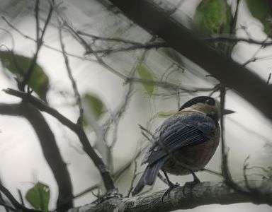 留鳥にも冬は来る