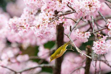 熱海寒桜とメジロ