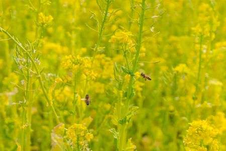 菜の花と蜂