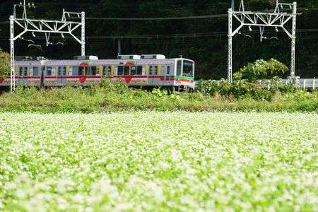 そば畑と電車