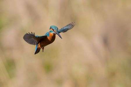 最近撮ったカワセミくん。