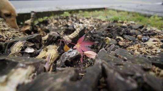 左上にころちゃん