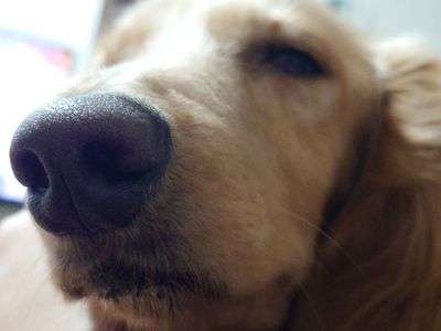 鼻ピンころちゃん