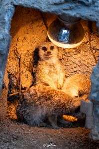 伊豆シャボテン動物公園の色々