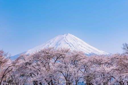 富士桜　  #フラワー2025#