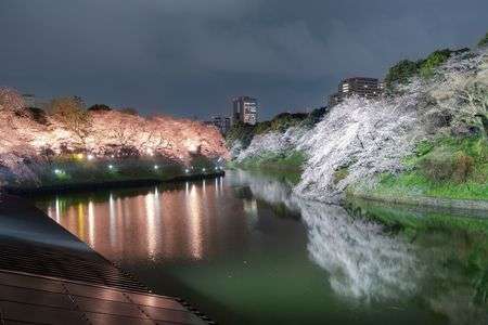 4年ぶりの千鳥ヶ淵ライトアップ