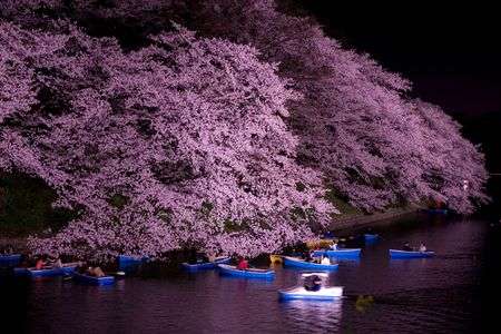 桜の森の満開の下