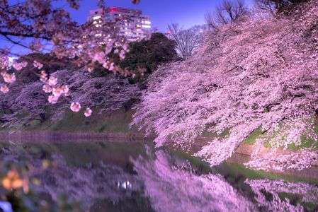 ひっそりと優雅に