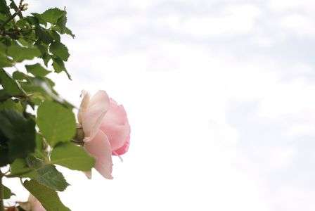 雲と薔薇