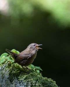小さな体で大きな鳴き声