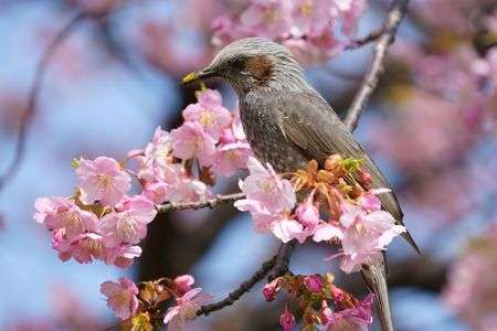 ヒヨドリと河津桜