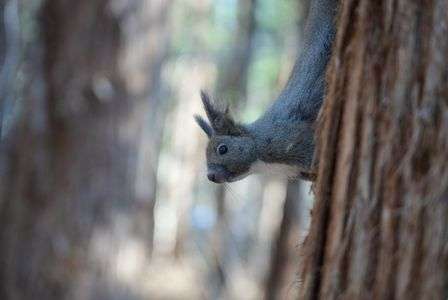 えゾリー🐿2022.04.16