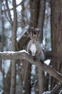 2023.1.1 元旦の🐿ちゃん