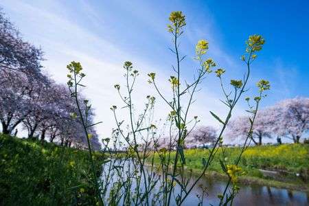 菜花と桜満開