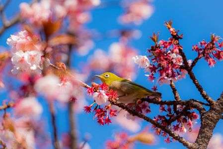 熱海桜とメジロ