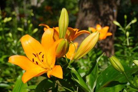公園散歩、ゆりの咲きはじめ