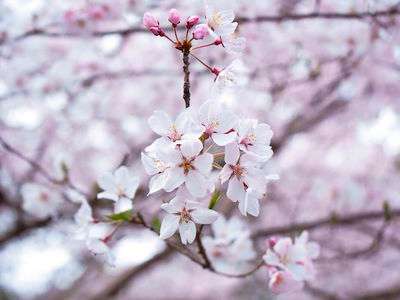 八分咲き？　20220325