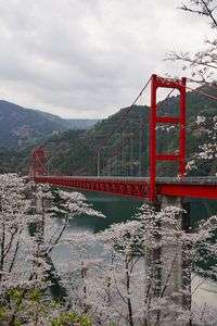 大渡ダム大橋と桜