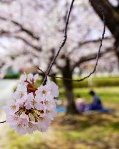 暖かい日のお花見