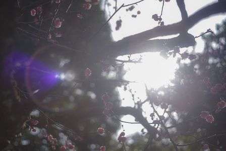 オールドレンズの世界