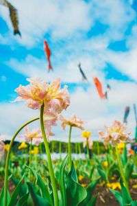 チューリップと鯉のぼり