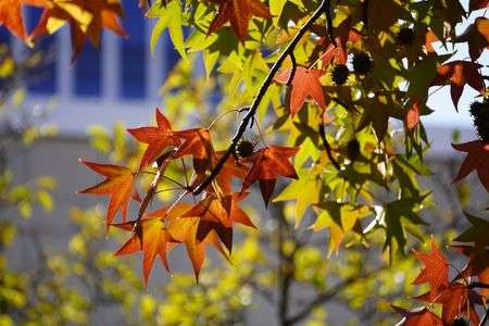 少しずつ色づき始めた