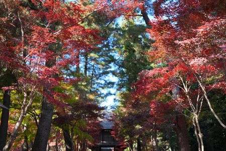 紅葉の参道
