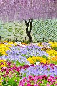 藤に見えない植込みの花達