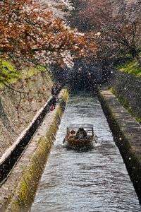 桜吹雪の疏水クルーズ