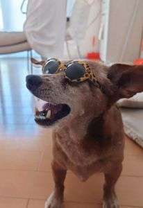 #ペット自慢2024_犬#