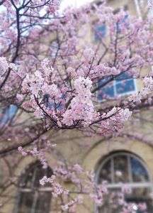 #フラワー2025#　桜をみつけた