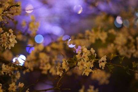 ライトアップの桜