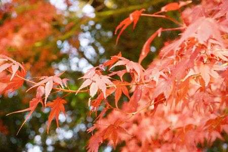 もみじはやっぱりキレイ