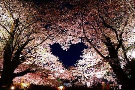 弘前さくらまつり 桜のハート❤